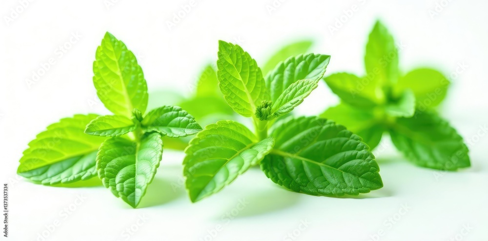 Fresh mint leaves isolated on white background, leaves, natural Fresh mint leaves isolated on white background, leaves, natural