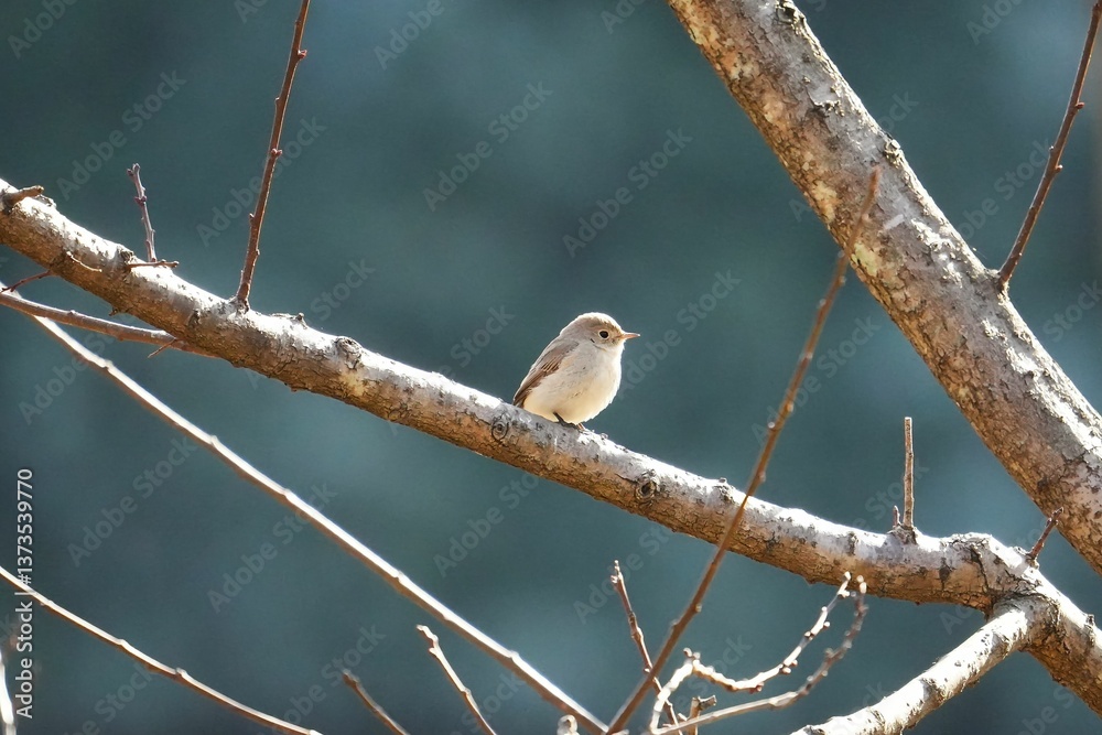 Obraz premium ふわふわとした冬鳥のニシオジロビタキ
