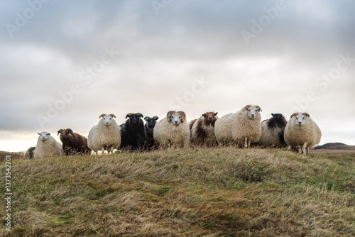 Flock of Icelandic sheep stand together on grassy hill