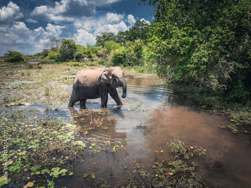 Elephant walking over shallow lagoon