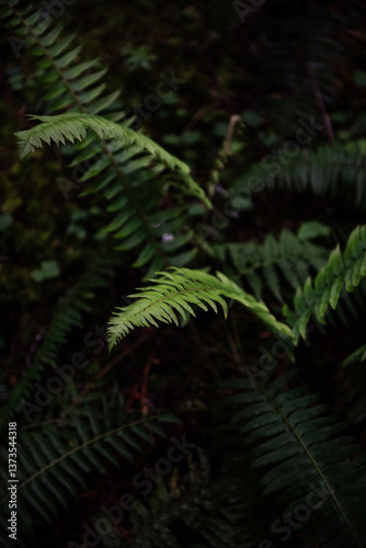 A Detail of a Fern