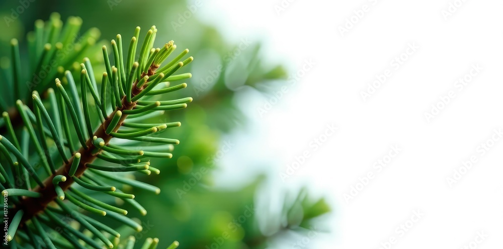 Spruce needles isolated against a bright white background, nature, forest, spruce