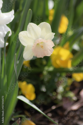 Close up a fresh and fragile daffodil in garden