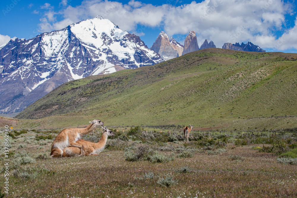 Fototapeta premium Beautiful mountain view at Torres del Paine National Park, Patagonia in Chile. Three guanaco that are local animal are standing on the field as foreground.