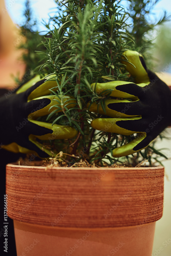Woman taking care of plants at home terrace.