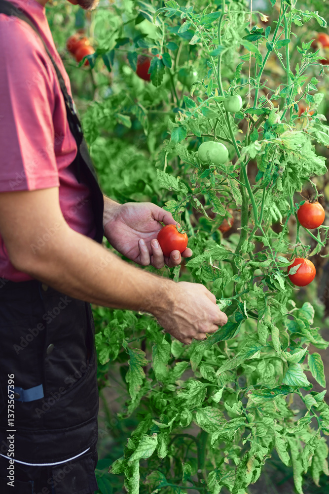 Farmer working in a small greeenhouse tomato garden.