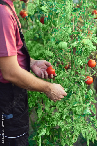 Obraz na płótnie Farmer working in a small greeenhouse tomato garden. w salonie