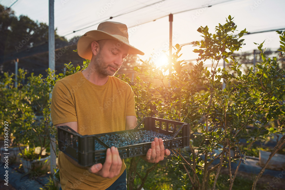 Farmer picking fresh blueberries on a farm.