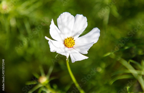 A white flower with yellow center is in the foreground of a green background