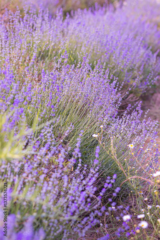 Fototapeta premium Purple lavender field close-up vertical banner