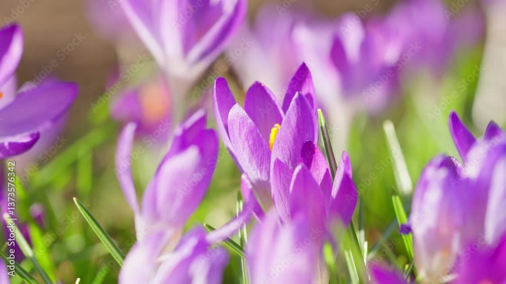 Blooming purple crocuses sway gently in soft spring light close to ground level Blooming purple crocuses sway gently in soft spring light close to ground level