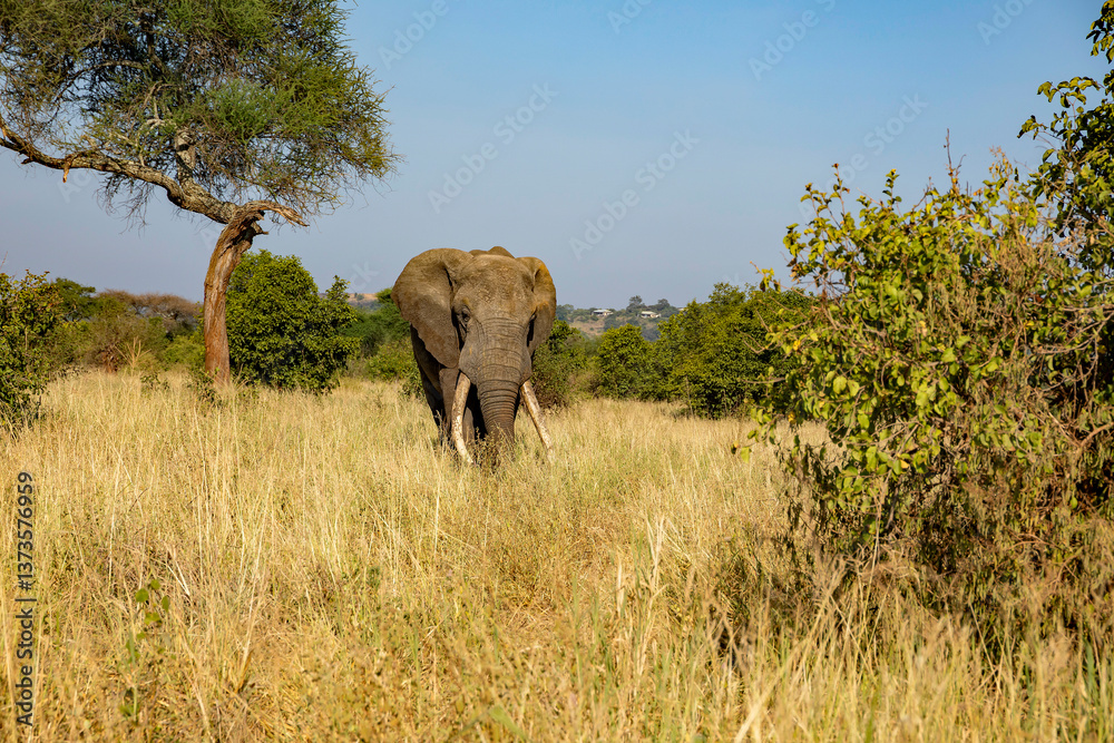 Obraz premium afrikanischer Elefant