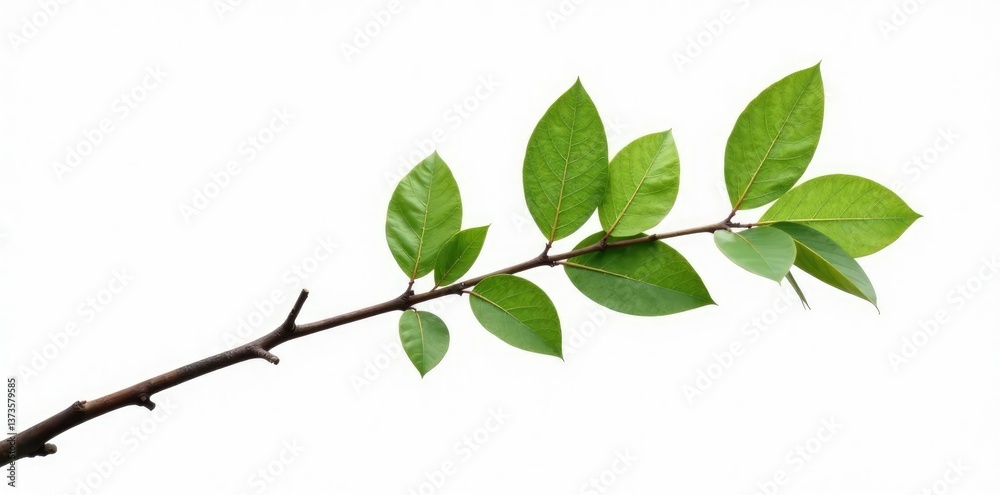 Fototapeta premium Single isolated tree branch on white background with subtle texture, branches, minimalist