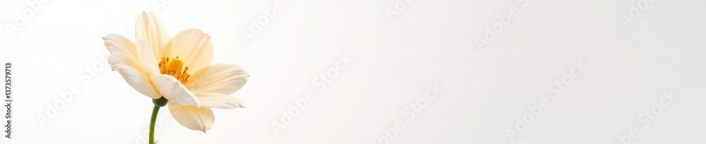 Fototapeta premium Single large flower against a clean white background with a sense of simplicity, blossom, petals