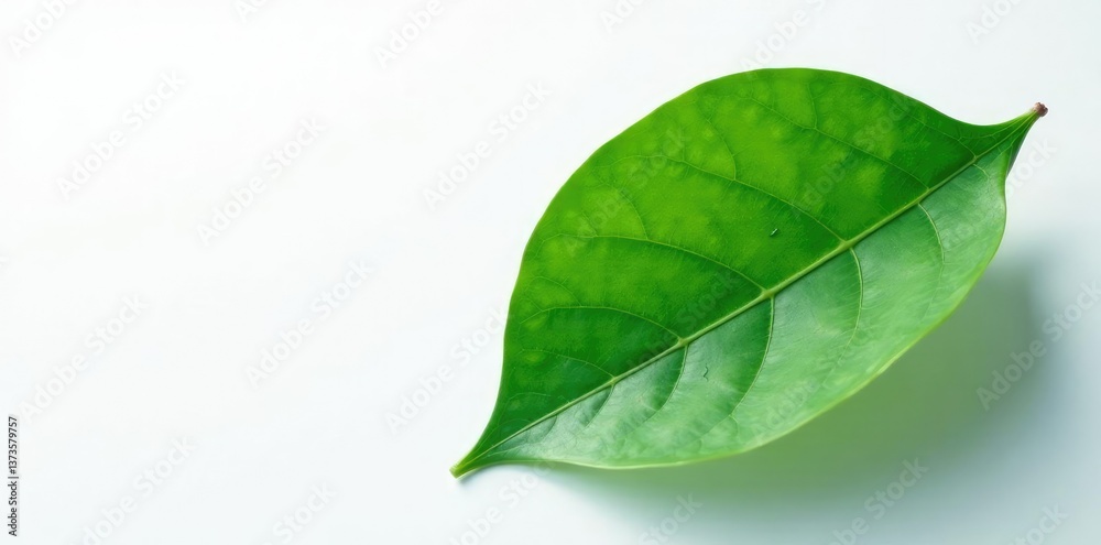 Fototapeta premium Single large leaf on white background with subtle veins, nature, green