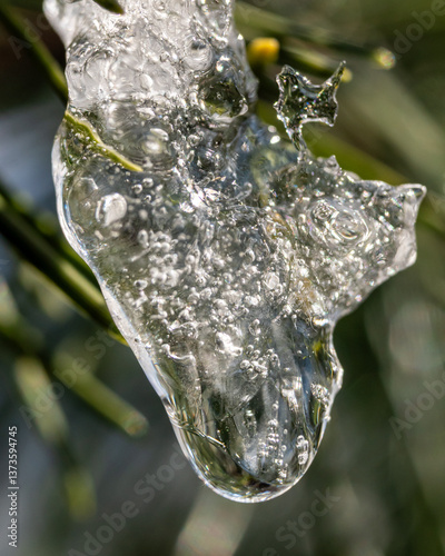 A clear water droplet on a melting icicle. Tree branch with needles.