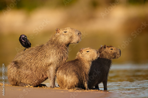 Capybara Family and Bird by Riverbank at Sunset