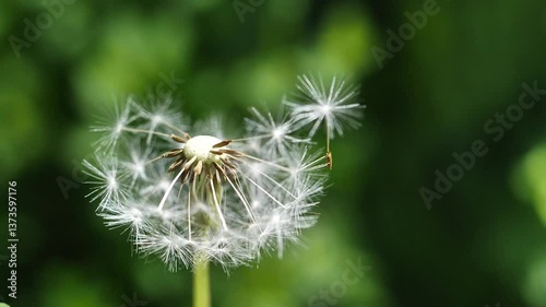 A single dandelion flower with many white seeds