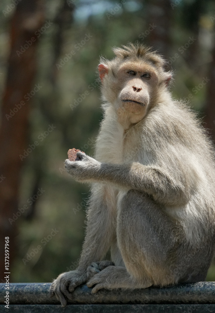 Fototapeta premium Monkey holding snack
