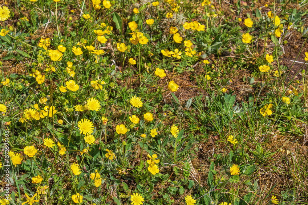 Yellow wildflowers on the ground in a meadow Yellow wildflowers on the ground in a meadow