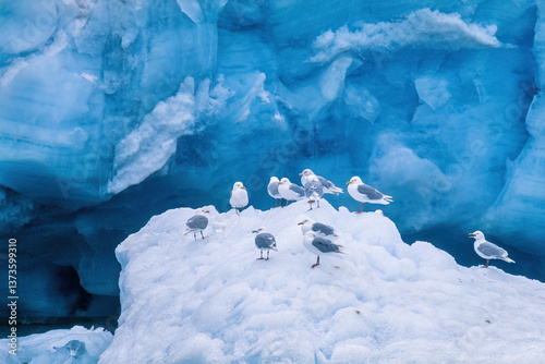 Flock of Glaucous gulls on the ice by a glacier