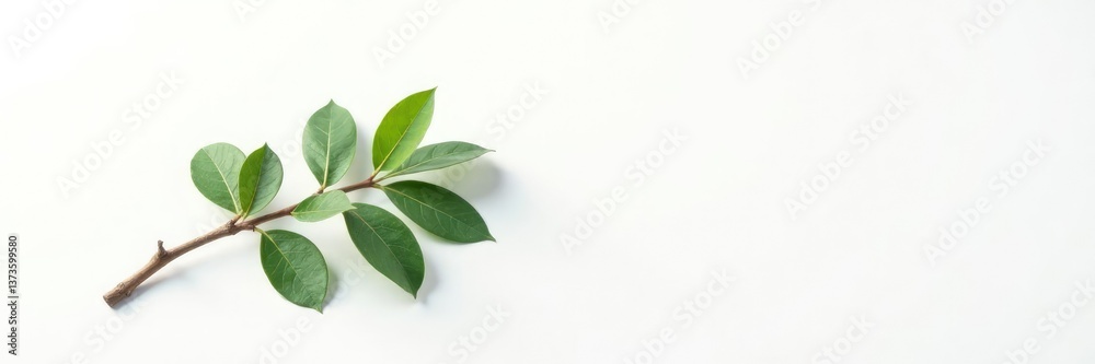 Single isolated branch with subtle shadows on white background, texture, wood