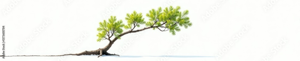 Fototapeta premium Single isolated tree branch on white background, forest, isolated, tree