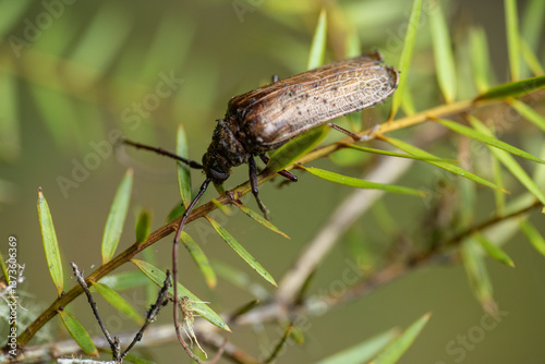 Huhu beetle on tree twig. The huhu is a large, longhorn beetle that is endemic to New Zealand. 