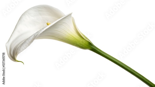 Single White Calla Lily with a Long Elegant Stem, Isolated on a White Background, representing purity, sophistication, and minimalist beauty, Professional Minimalist Floral Stock Photo
