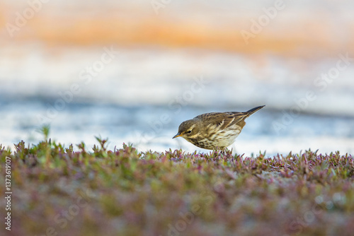 Anthus pratensis, Meadow Pipit in Raso de Portillo Lagoons