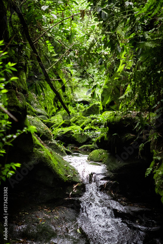 stream in the forest