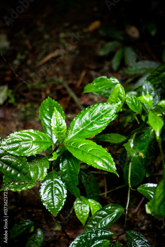 green leaves of a tree