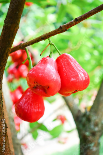 Fresh Water Apples Hanging on Tree in Tropical Garden, Fresh Rose Apples.