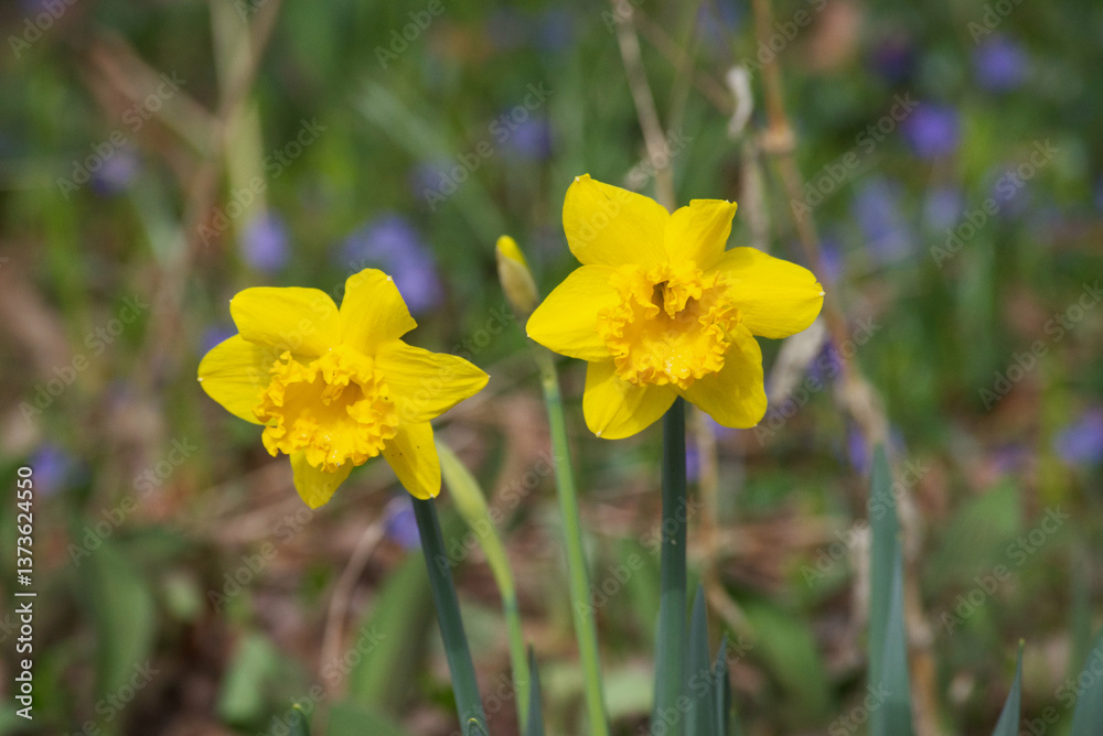 Obraz premium daffodils in spring