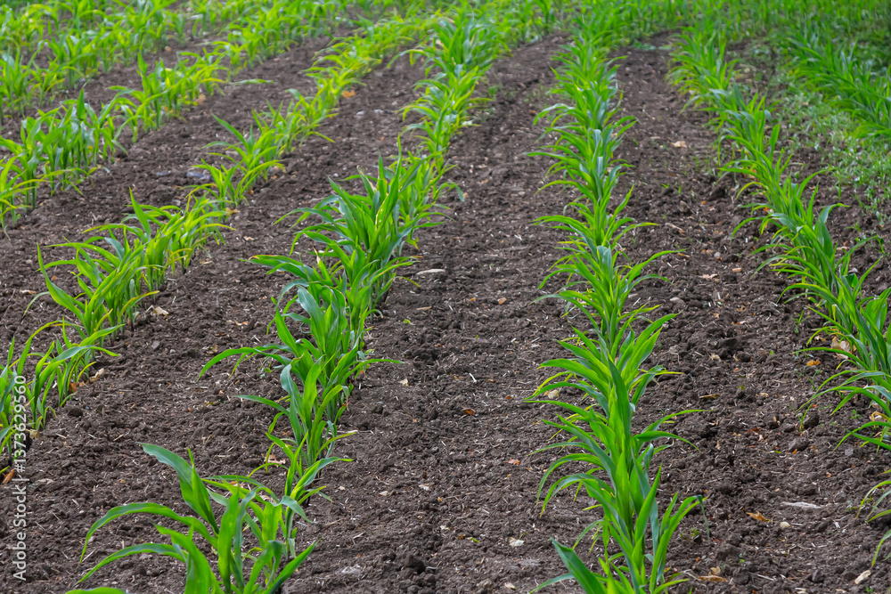 An industrial field of corn sprouts growing in black soil. Corn grow in beautiful rows at sunset. Agricultural landscape An industrial field of corn sprouts growing in black soil. Corn grow in beautiful rows at sunset. Agricultural landscape
