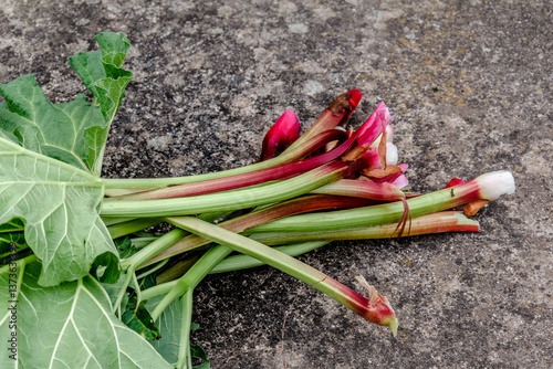 Rhubarb in a garden for making pies and compote, rheum rhabarbarum