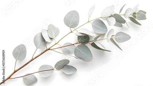 Wallpaper Mural White-Painted Eucalyptus Branch with Minimalist Aesthetics, Isolated on a White Background, symbolizing minimalist sophistication and modern botanical decor, High-Resolution Contemporary Plant Stock Torontodigital.ca