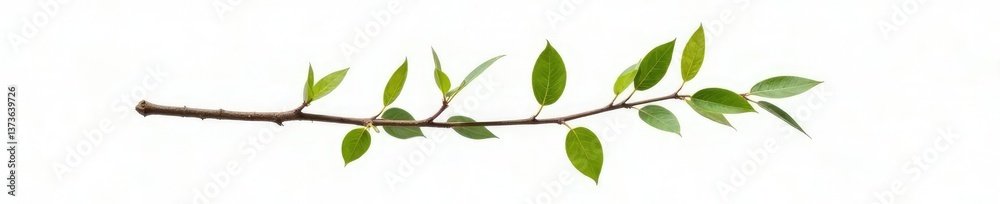 Fototapeta premium Single isolated tree branch on white background with subtle texture, texture, wood, nature