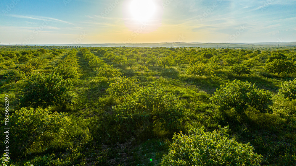 Obraz premium Pistachio trees in golden sunset light over lush farmland
