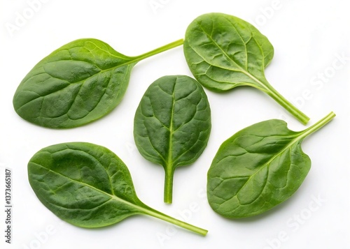 Fresh Green Spinach Leaves Isolated on White Background
