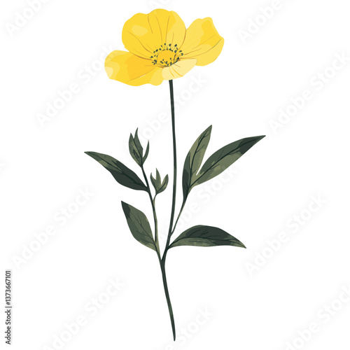 Buttercup illustration flower plant vector