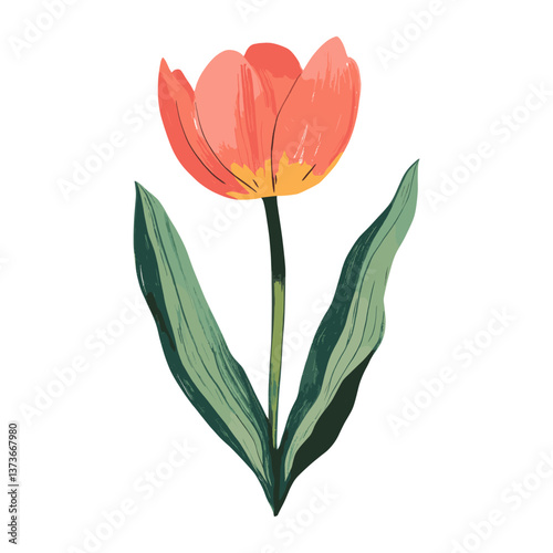 Tulip tulip illustration flower vector