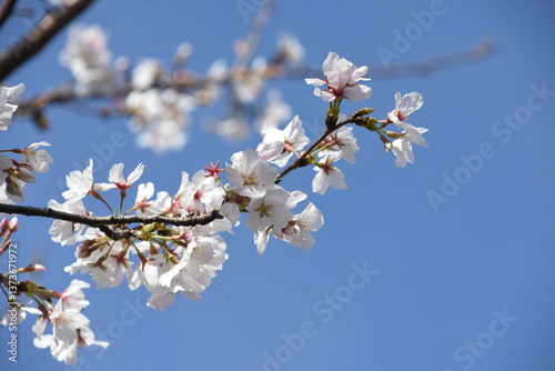 青空に桜