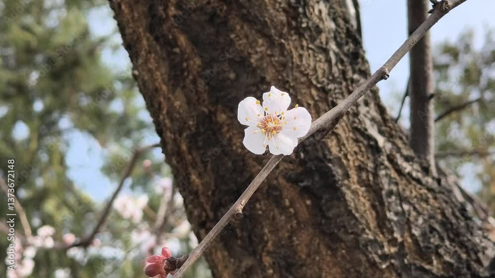 apricot blossoms in spring. apricot flowers. trees blossom. white flowers on tree branches.