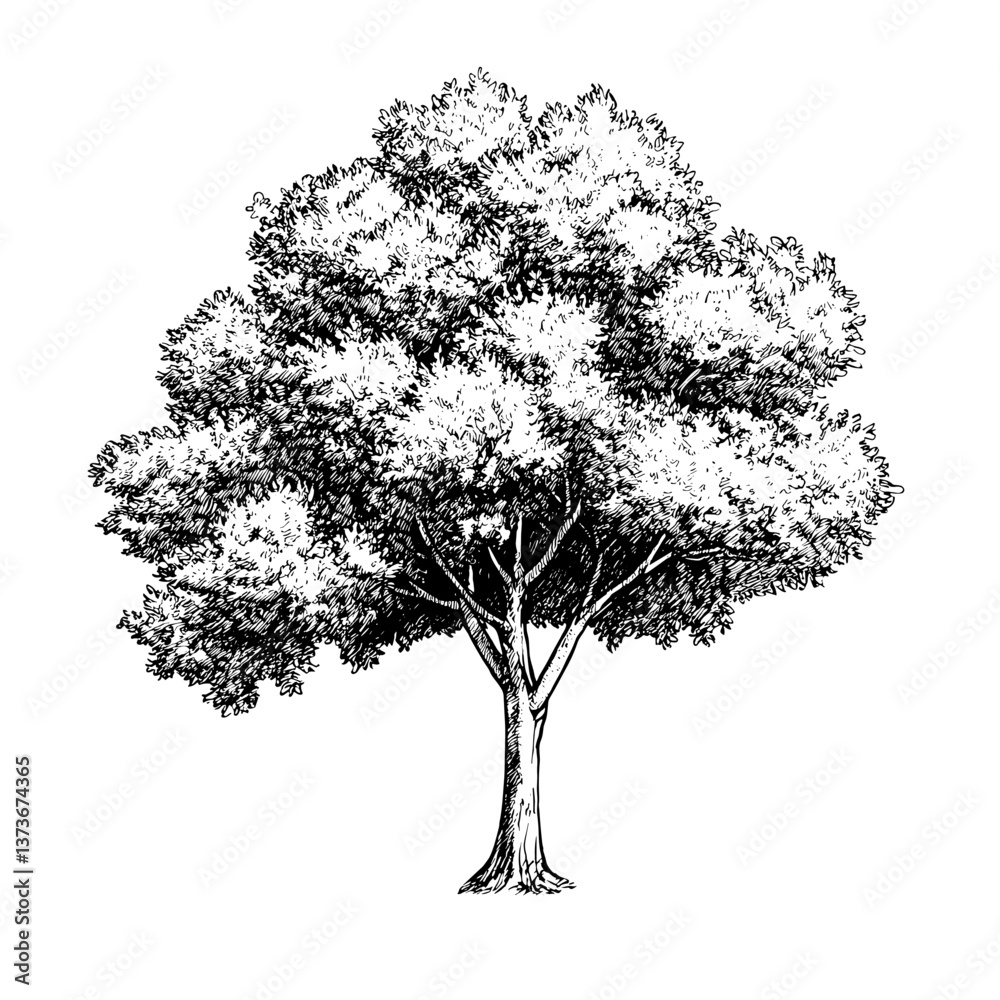 Fototapeta premium Tree art drawing sketch vector