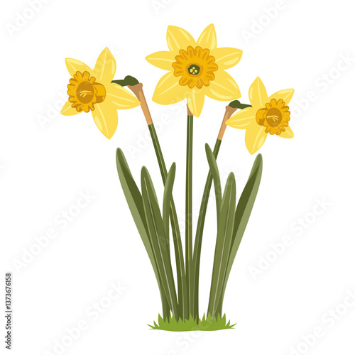 Daffodills daffodils illustration flower vector