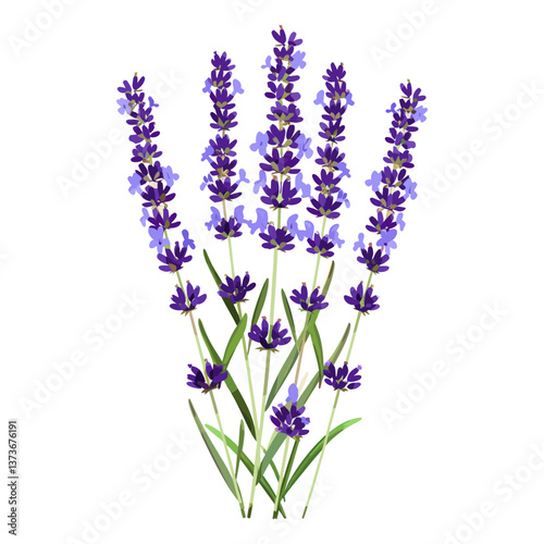 Lavender flowers illustration plant botanical vector