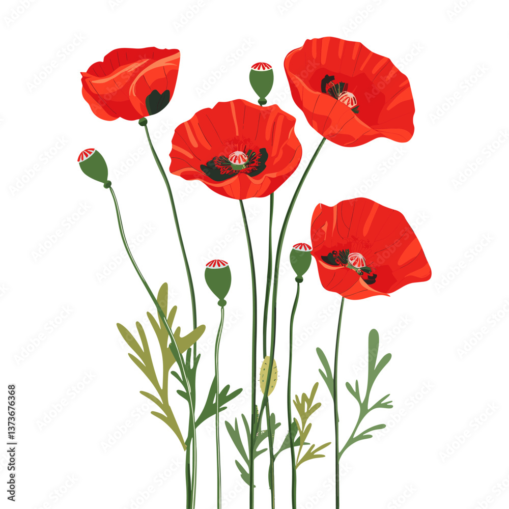 Naklejka premium Red poppy flowers illustration red poppies botanical vector