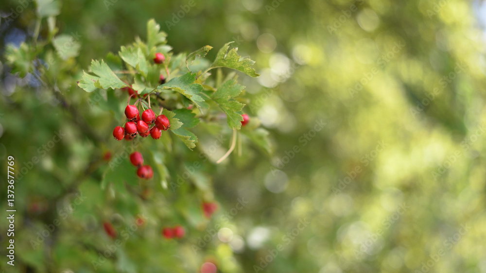 Obraz premium Crataegus. autumn forest red berries of wild rose on a branch. Close up of ripe winter fruits of red hawthorn with natural green background. bokeh, close-up, place for text