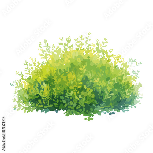 Boxwood Shrub art illustration watercolor vector